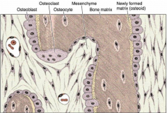 Involves bone formation development within layer of condesned mesenchyme. 
- beings with mesenchymal cells condensing to form primary ossification center, give rise to osteoblasts which secrete osteoid. 
-spongy bone first developed then BV invade and o