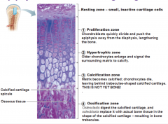 Zone of Reserve Cartilage - contains cartilage with small inactive chondrocytes
Zone of cell proliferation: - rapid mitotic divisions five rise to row of cartilage cells 
Zone of Cell maturation and hypertrophy: chondrocytes become enlarged and contain 