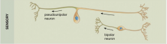 Carry sensations from body to receptor in CNS
-most bipolar neurons, that have one axon and one dendrite.