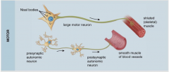 Are multipolar and end on affector organs like muscle, glands. Or end on connecting neuron called interneurons.
-multipolar have one axon and numerous dendrites