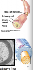 Come from neural crest and responsible for myelination in PNS. One cell myelinates one cell.
Wraps around the cell. Outside is called neurolemma and inside sheaths are myelin sheath.