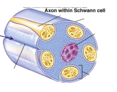 Are enveloped by schwann cell cytoplasm but are not wrapped. Are embedded and axon rests rest in cleft with a single mesoaxon.