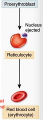 7.8 um
Prortyhroblasts give rise to immature reticulocytes 
Once in circulated become erythrocytes 
-Biconcave disk -, flexible, no cell division or mitochondria 
-120 days