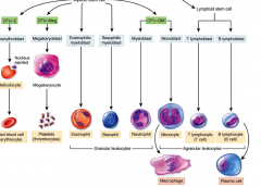 Common myeloid progenitor cells (CMP)
RBS
Platelets 
Granulocytes (N, B, E) 
And Neutrophils