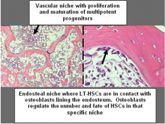 Found in epiphyseal areas (spongy or cancellous bone) 
Niche contains Stroma, maintains self-renewal and inhibition of differentiation. Cytokines - signals 
HSC migrate to vascular niche in center of bone and establish hematopoeisis.