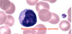 Starts with monoblasts and ends with monocytes
When in tissue, is called macrophages.