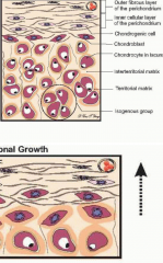Appositional growth occurs from chondrogenic cells in the perichondrium differentiating into chondroblasts, forming a new layer of cartilage around the periphery of the existing cartilage.