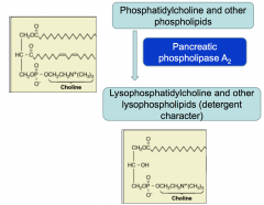 Phosphatidycholine (from bile salt) and phospholipids are cleaved by phospholipase A2  - cleaving acyl group. Product is lysophosphatidycholine and other lysophospholipids + FA (which has detergent character).