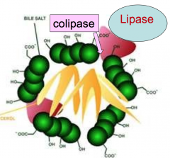 Secreted together with procolipase by the pancreas and reaches the intestine. Digestion of dietary TAGs by this enzyme require emulsifcation of lipids by the conjugated bile salts and lyso-phophatidycholine. 
Procoplipase is needed to anchor lipase to li