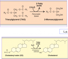 Cleaves 2 fatty acids to make 2-monoacylglycerol. This allow it to enter the intestinal mucosal cells. 
Also cleaves cholesteryl ester are hydrolyzed which produces cholesterol + FA.