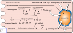 Fatty acids are converted into their activated form and 2-monoacylglycerols are converted to TAgs by the MAG pathway and uses two fatty acyl CoAs. 
These will aggregate in an aqueous environments so they are packaged into a lipid droplet surrounded by ph