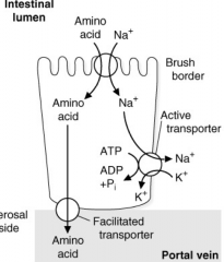 AA are taken up via secondary transport with group specific proteins. Most are sodium dependent co-transporters