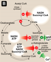 Activated by substrate availability (acetyl-CoA and oxaloacetate), calcium and ADP. 
Inhibited by high ATP, NADH, succincyl CoA and Fatty Acyl coA (high energy molecules) 
General mechanism: 
Low energy - activated
High energy - inactivated