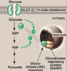It is not product inhibited. 
In the presence of high fructose-6-phosphate, glucokinase translocates and binds tightly to GKRP (glucokinase regulatory protein) in the nucleus, making it inactive. When glucose levels are high in blood and hepatocytes (GLU