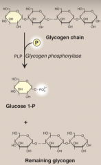 It is cystolic enzyme that degrades glycogen by cleaving at α1→4 bonds and produces Glucose 1-P. Pyridoxal phosphate (PLP) is a coenzyme require by glycogen phosphorylase. 
PLP is formed from Vitamin B6.