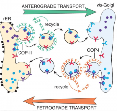 They mediate bidirectional traffic between ER and golgi. 
COP-1 - involved in retrograde transport (CGN to rER)
COP-2 - anterograde transport (new proteins from rER to CGN) 
-Also involved in post-translation modificaiton, sorting and packaging