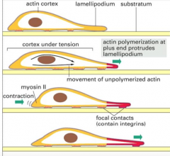 Protrusion - actin structures pushed out 
Attachment - actin cytoskeleton connect to plasma membrane
Contract - cell contracts