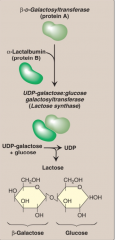 It takes place in the lactating mammary gland during lactation.
α-lactalbumin (protein B) synthesis is stimulated by prolactin (secreted during lactation) to form lactase synthase - used to make lacate from galactose and glucose.