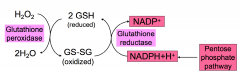 In RBC, H2O2 is detoxified by glutathione peroxidase to 2 H2O, this will produce a oxidized glutathione. This is converted back to the the reduced formed by GLUTATHIONE REDUCTASE which used NADPH. 
Without NAPDH (defect pentose pathway), H2O2 builds up, 