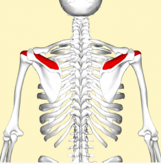 Origin - supraspinous fossa of scapula
Insertion  -superior facet of greater tubercle of humerus
Artery - suprascapular artery
Nerve -suprascapular nerve
Actions - initiation of abduction of the arm (raising arm)