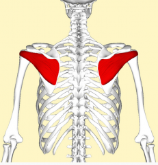 Origin - lateral border of the scapula
Insertion - Inferior facet of greater tubercle of the humerus
Artery - posterior circumflex humeral artery and the circumflex scapular artery
Nerve - axillary nerve
Actions - laterally rotates the arm, adducts th
