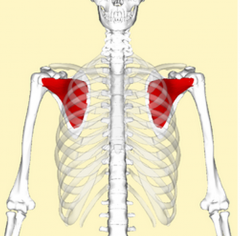 Origin -subscapular fossa
Insertion  - lesser tubercle of humerus
Artery - Transverse cervical artery, subscapular artery
Nerve - upper subscapular nerve, lower subscapular nerve (C5, C6)
Actions - internally (medially) rotates humerus; stabilizes sho