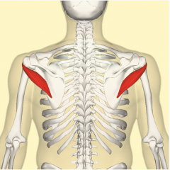 Origin	lateral border of the scapula
Insertion   	inferior facet of greater tubercle of the humerus
Artery	posterior circumflex humeral artery and the circumflex scapular artery
Nerve	axillary nerve
Actions	laterally rotates the arm, adducts the forea