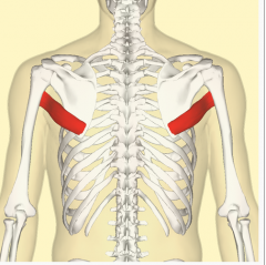Origin -posterior aspect of the inferior angle of the scapula
Insertion - medial lip of the intertubercular sulcus of the humerus

Artery - Subscapular and circumflex scapular arteries
Nerve - Lower subscapular nerve (segmental levels C6 and C7)
Acti