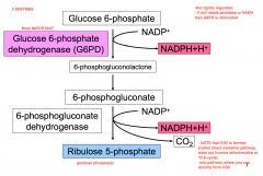 -irreversible reactions
-forms NADPH and pentose phosphate
- enzymes are dehydrogenases