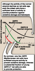 G6PD deficiency
• G6PD Aֿ results in the moderate form of the disease
• A significant proportion of young RBCs with G6PD Aֿ have sufficient levels of the enzyme. Patients have hemolytic manifestations when exposed to one of the precipitating factors
