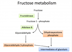 Fructokinase and Aldolase B