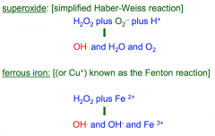 It is a lipid soluble and can diffuse through membranes. 
It can lead to hydroxyl radical when it is not scavenged. 
Accumulation of this leads in the Haber-Weiss reaction or in the Fenton reaction to hydroxyl radicals.