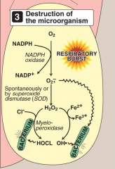 NADPH oxidase is found in neutrophil cell membranes.
The enzyme generates superoxide on purpose using molecular oxygen and NADPH. (respiratory burst).
SOD forms hydrogen peroxide.
Hydroxyl radical can be formed in the Fenton- and Haber-Weiss reactions.