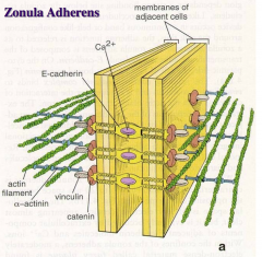 Also extend completely around the perimeter, just basal to the ZO. 
Are reinforced by a mat of actin filaments to which E-cadherin, catenin and vinculin anchor to. Central molecules is Ca+.