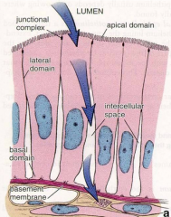 From the lumen into the cell, then into the intercellular space then across the basement membrane to the connective tissue.