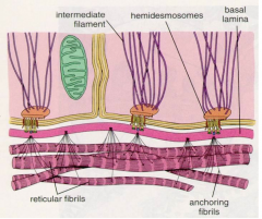 Composed of type IV collagen, laminin and proteoglycans. 
Two zones:
Lamina Lucida - low density, lies apically
Lamina Densa: dense reticular fibril network into which the lamina lucida anchors.
