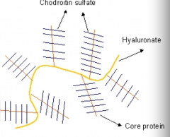 Is a component of ground substance with a protein core to which many GAGs are attached ex, chodrotin sulfate. 
Are usually found attached to cell membranes linking matrix to cells. 
Cell surface recptor