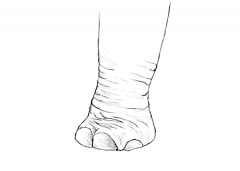 Leg (of an animal)