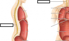 - runs within the vertebral column; encases the spinal cord