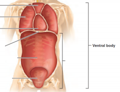 -  houses the internal organs (viscera), and is divided into two subdivisions