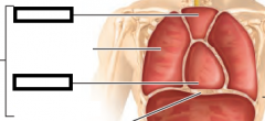 – contains the pericardial cavity; surrounds the remaining thoracic organs