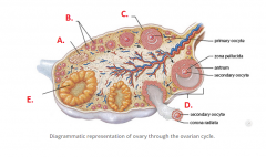 C. _____-______; Consists of numerous layers of follicular cells surrounding the oocyte. These follicular cells will begin producing oestrogens. 