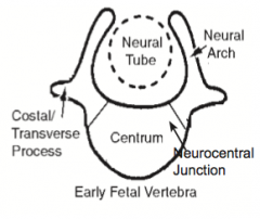 - Neurocentral Junction (synchondrosis) - a thin layer of cartilage
- Allows for growth of the vertebra