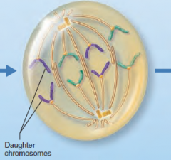 -Spindle fibers shorton pulling centromeres apart
-Sister Chromatids separate to opposite poles becoming chromosomes
-Shortest phase