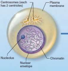 G1Phase - Growth phase
S Phase -DNA is replicated (92 chromasomes)
G2 Phase - Prep for mitosis. Starts bulging

Nucleus still present