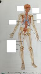 What color represents the axial skeleton?