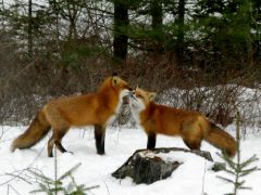 Where does the Sierra Red Fox live?