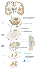 ascending
carries
- position
- vibratory senses
- touch sensations

ipsilateral
3 neurons