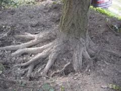 la raíz