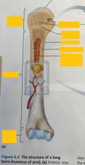 Label the parts of the long bone.